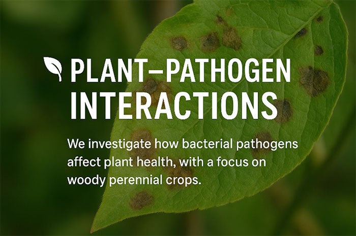 Plant Pathogen Interactions | We investigate how bacterial pathogens affect plant health, with a focus on woody perennial crops.