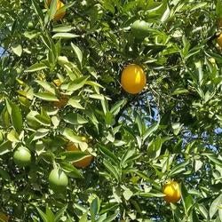 Chief Compliance Office