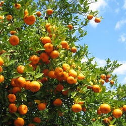 Oranges