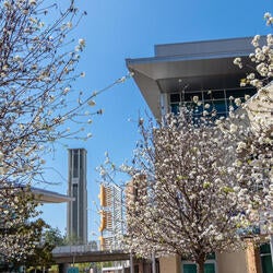 Bell Tower and cherry Blossoms 
