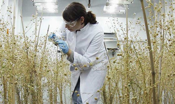 Botanist Treating Plants