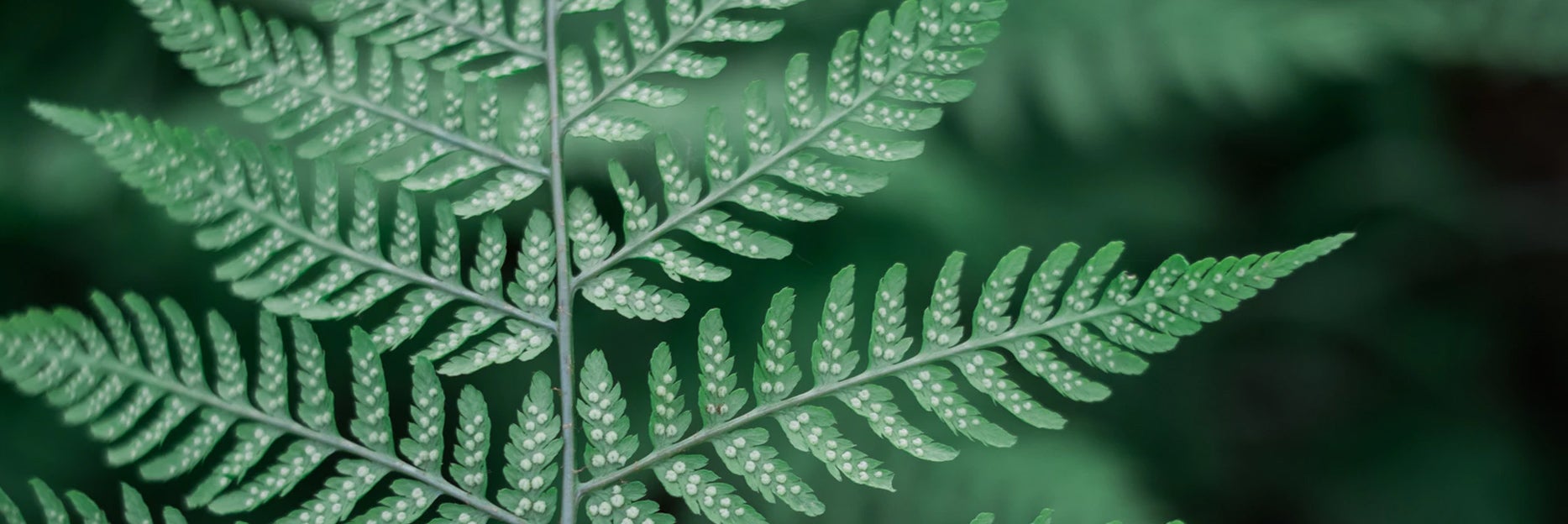 Fern (c) unsplash