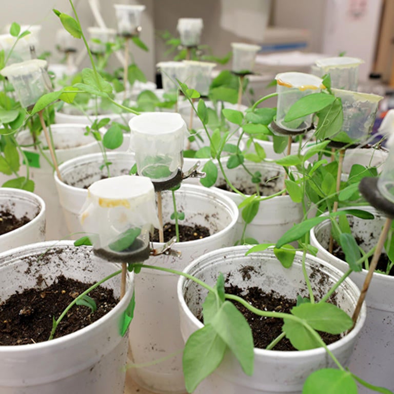 seedlings in cups (c) UCR / CNAS