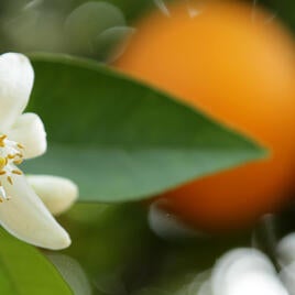 Citrus Bloom