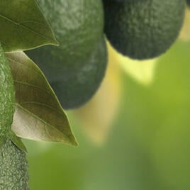 Avocado Tree