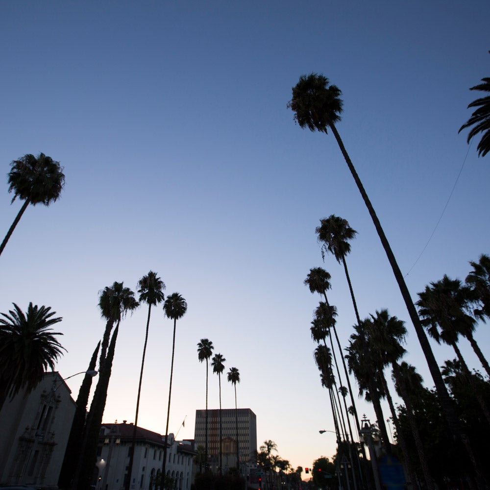 Upward, silhouetted view of super tall palm trees.