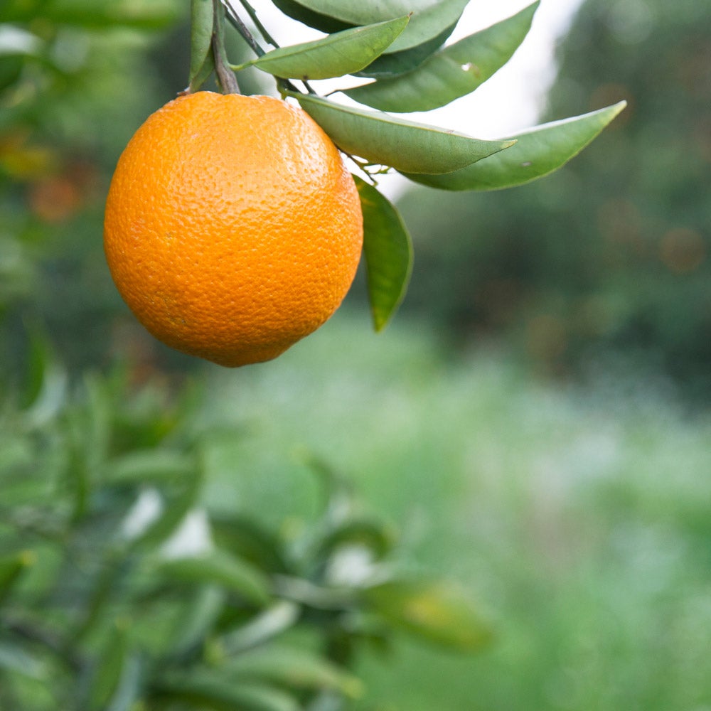 Beautifully round orange hanging from a leafy tree.