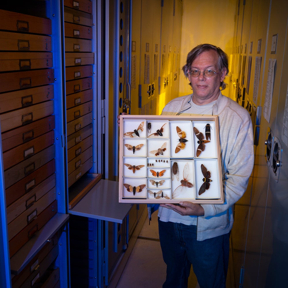 Senior Museum Scientist Doug Yanega holds a collection of South East Asian cicadas at the  Entomology Research Museum at UC Riverside on Friday, May 7, 2021.  (photo by UCR/Stan Lim)