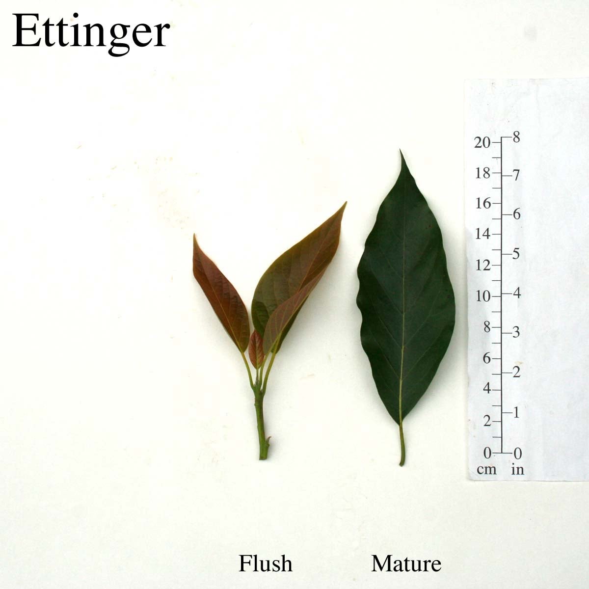 Ettinger Leaves