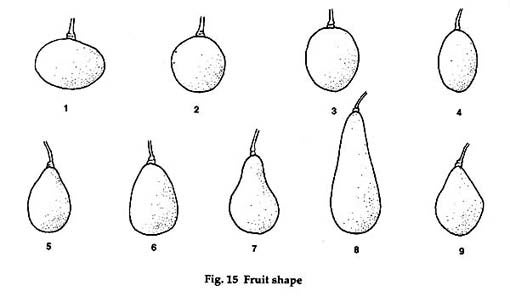 various avocado shapes