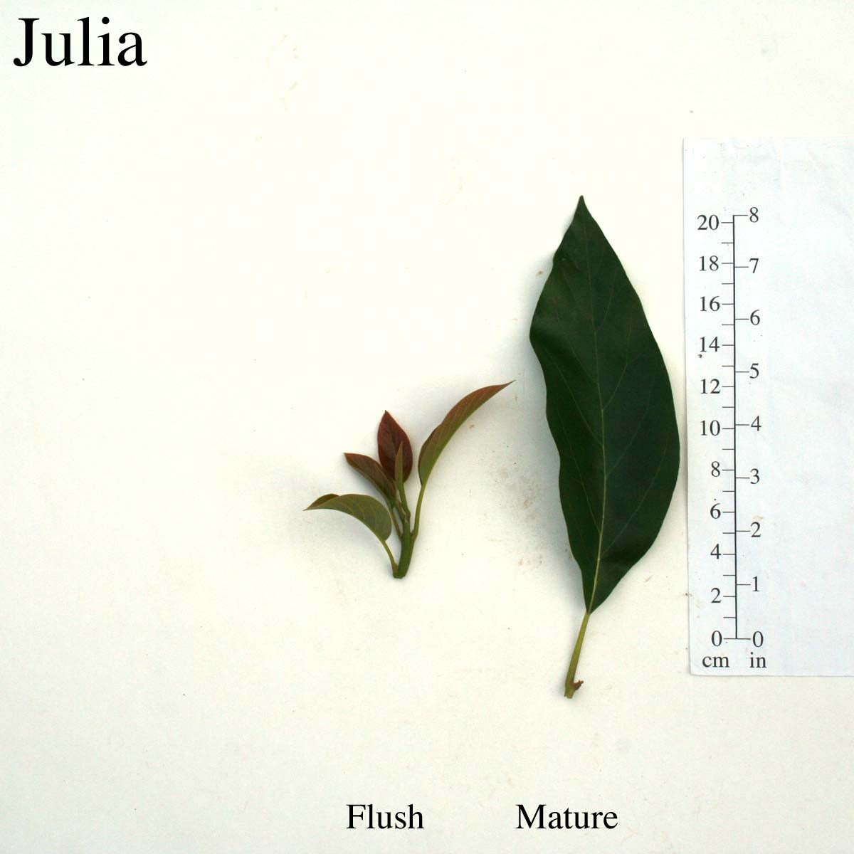 Julia Leaves