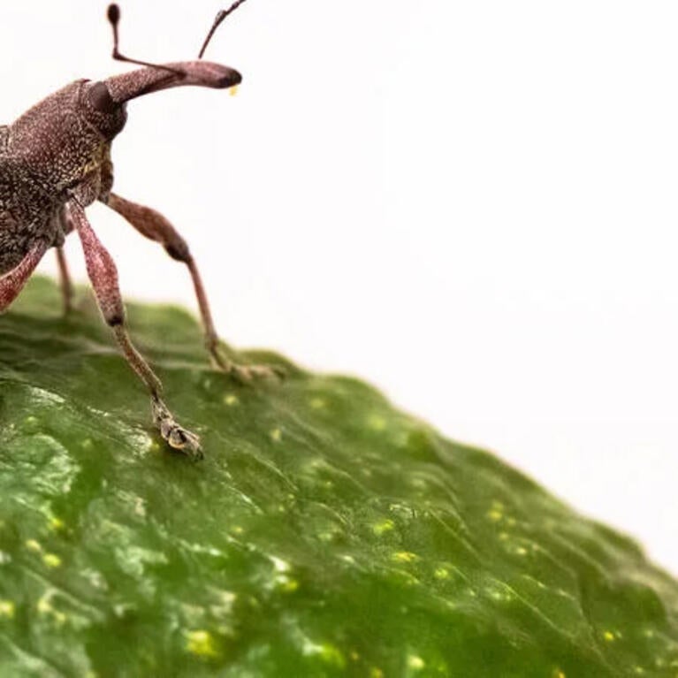 Avocado Seed Weevil