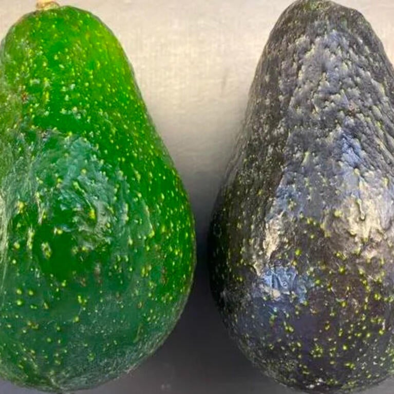 Avocado Scion Cultivar BL516