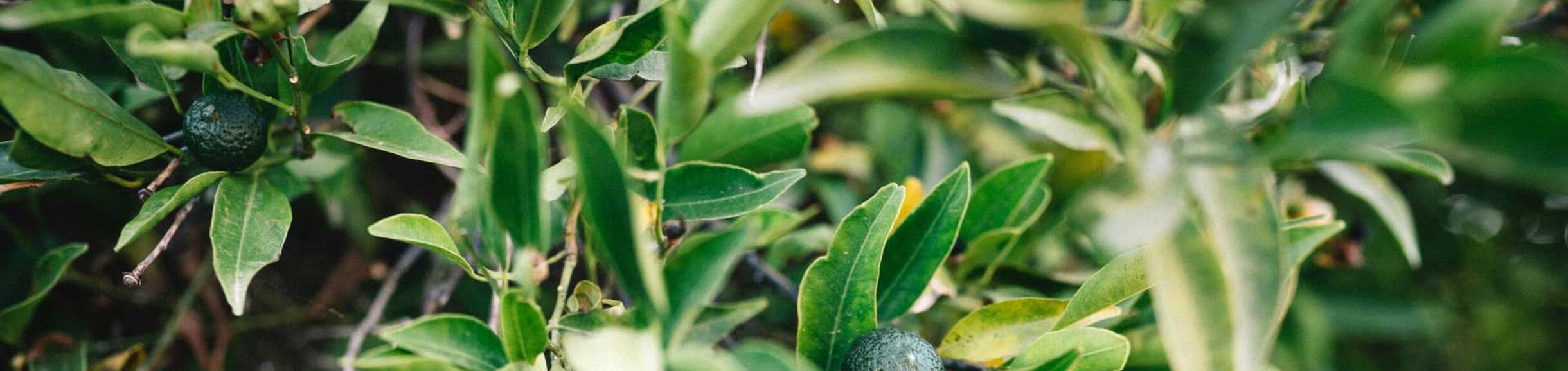 Avocado tree (c) Marita Mones unsplash