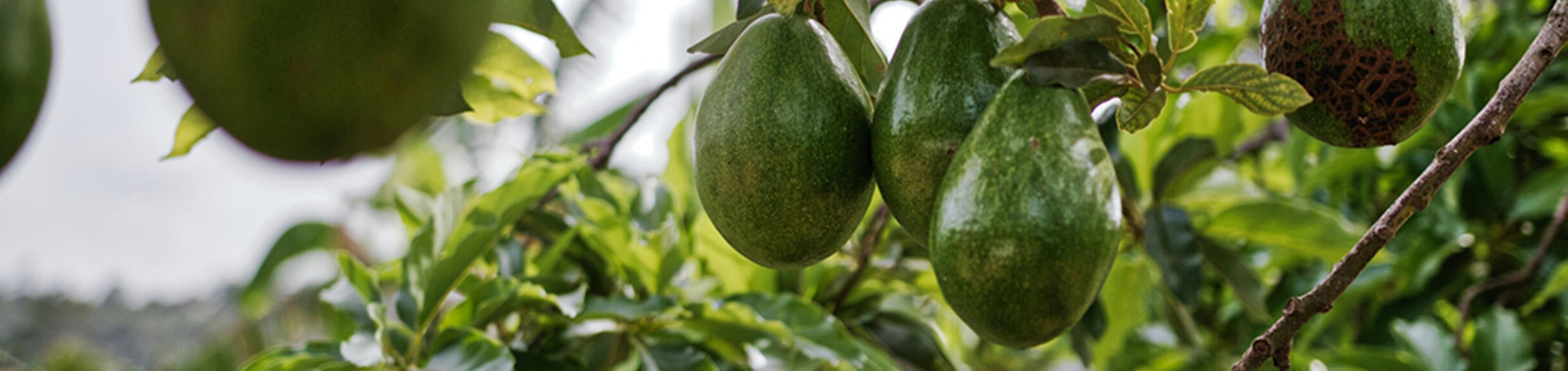 avocados hanging in a tree (c) Matthias Oben Pexels