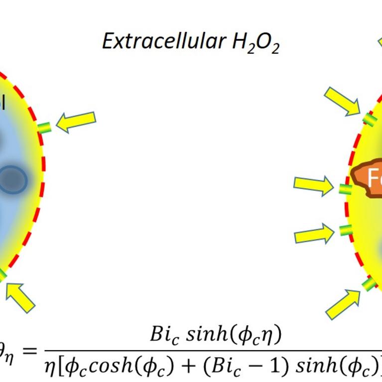 H2O2 in Ascorbate Therapy
