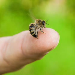 Bee Sting Removal