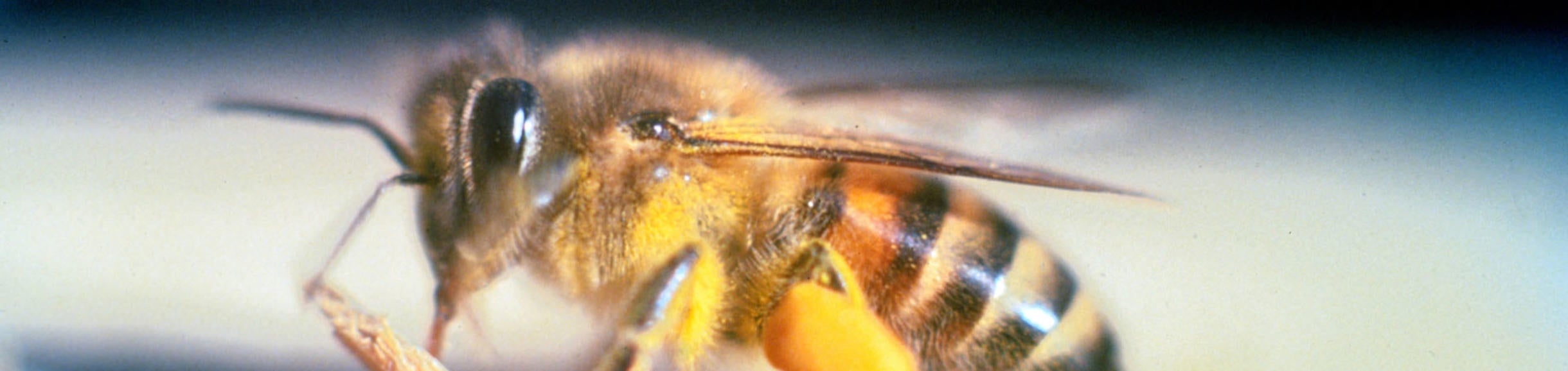Apis mellifera scutellata