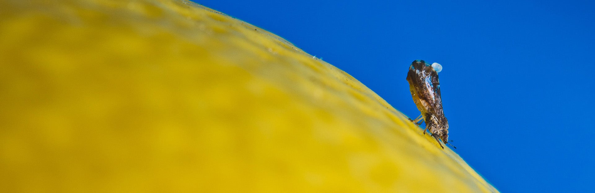 Asian Citrus Psyllid (c) Mike Lewis