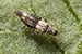 bean_thrips_75.jpg