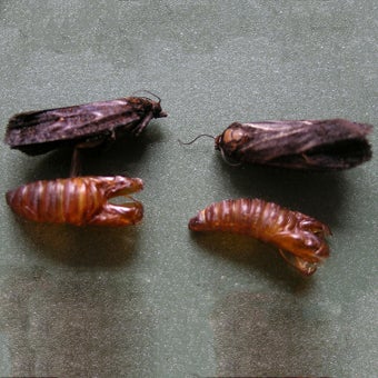 cryptaspasma_adults_and_pupal_cases.jpg