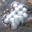cryptaspasma_eggs_on_avocado_fruit.jpg