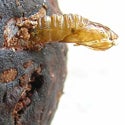 cryptaspasma_pupae_in_avocado_seed.jpg
