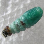 stenoma_stenoma_pupa_young.jpg