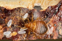 mark_dery_bed_bugs_05_large.jpg