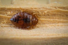 mark_dery_bed_bugs_06_large.jpg
