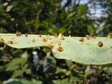 emerged_trioza_galls_on_hass_leaf.jpg