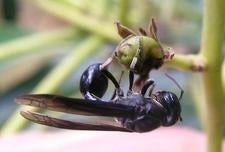 Asphondylia websteri