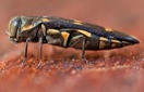 goldspotted_oak_borer_thumb.jpg