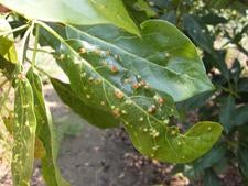 hass_leaf_with_trioza_galls-1.jpg