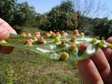 lateral_view_of_trioza_galls.jpg