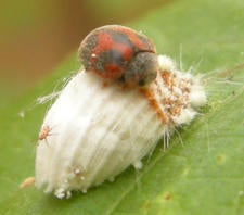 rodolia_eating_icerya_thumbnail.jpg
