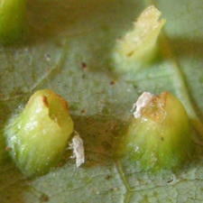 trioza_nymph_exuviae_on_hass_avocado_leaf-1_small.jpg