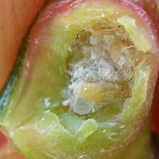 trioza_nymph_inside_gall_small.jpg
