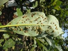 underside_of_hass_leaf_with_trioza_galls-1.jpg