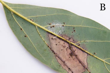 Lace Bug Feeding Damage