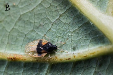 Avocado Lace Bug Adult