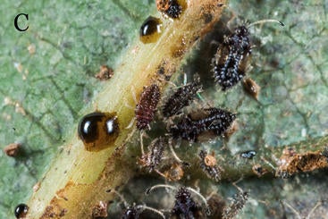 Avocado Lace Bug Eggs