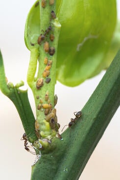 Argentine ants guarding ACP nymphs