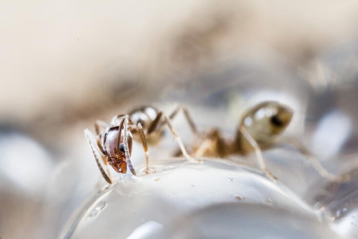 Ant on Hydrogel bead