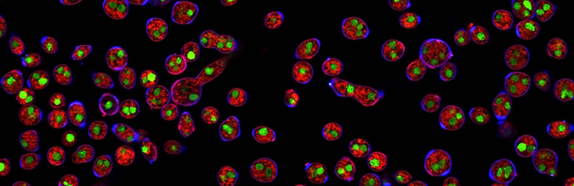 Neurospora crassa germinating spores