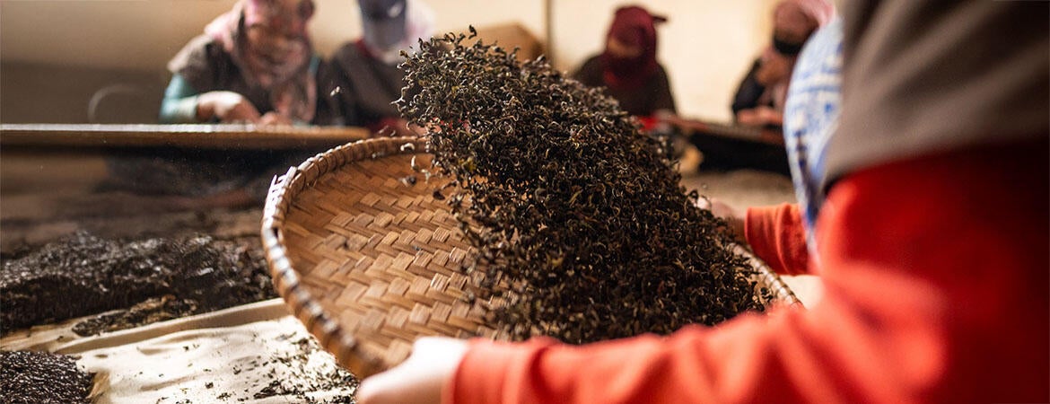 Processing Tea Leaves