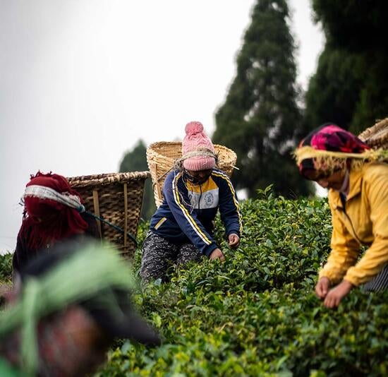  Tea harvesters diligently pick fresh leaves in the fields