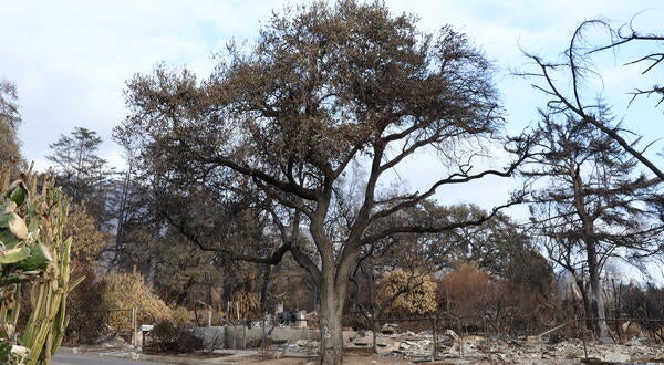 LA Trees that we hurt by fire