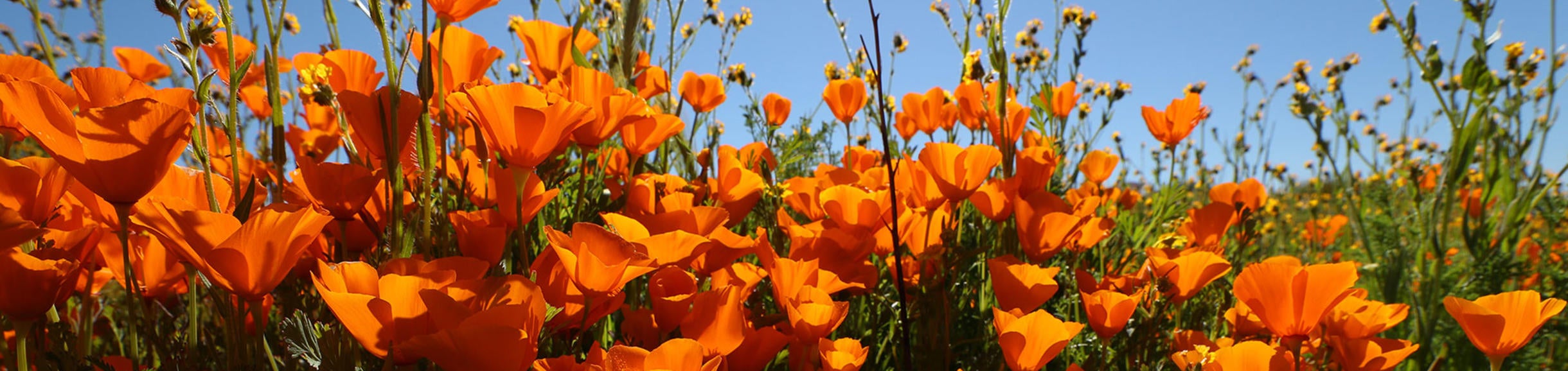 Stan Lim- California Poppies