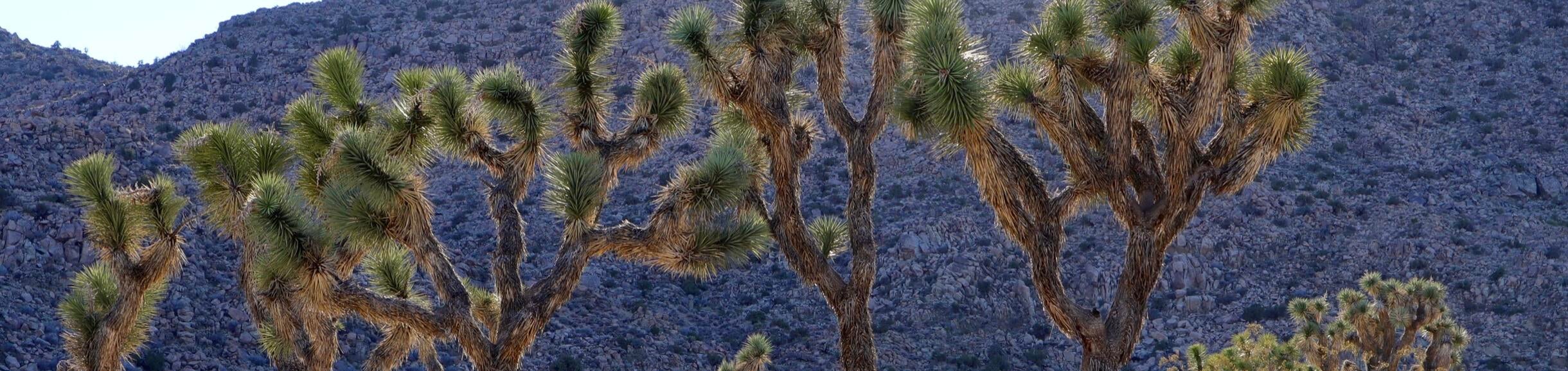 Joshua trees in a line 